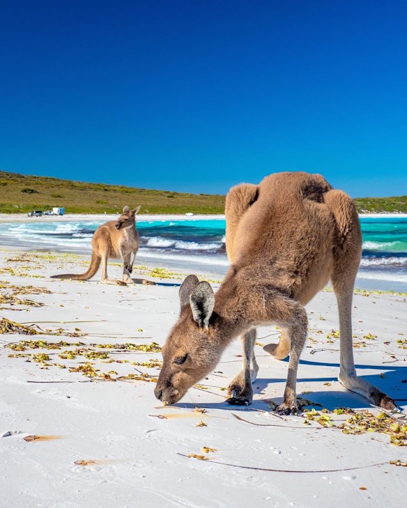 Lucky Bay, Esperance, WA