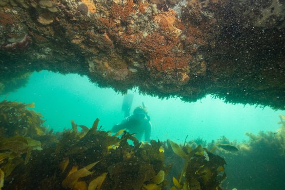 Marine life and habitat on reef near Point  Nepean. 