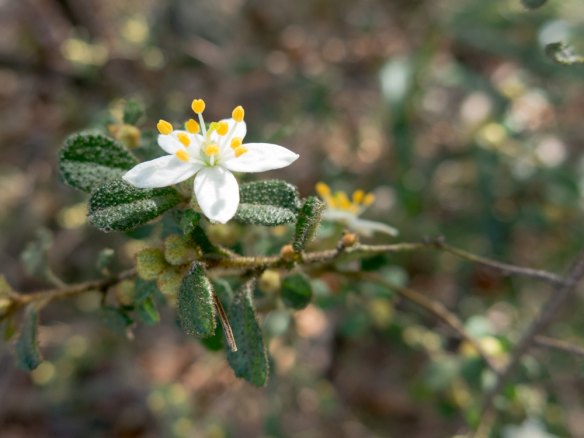 The white star-bush, also known as the emerald star-bush, is an endangered plant that is indigenous to the Dandenongs near Melbourne.
