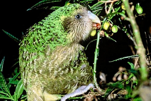 Kakapo