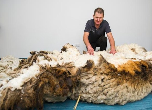 Shearer Ian Elkins with the over 40kg (world record breaking) fleece at the RSPCA. 