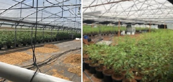 The established cannabis crop found at the Clifton property, in the Toowoomba region.