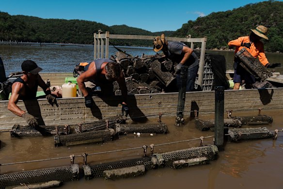 Peter and his employees are relocating oysters from their Marramarra leases to their Porto Bay leases, which are closer to the ocean in a hope that saltwater will return sooner and they can save their oysters.