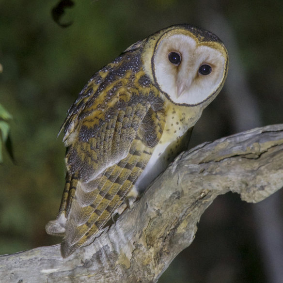 Masked owls like this one may be particularly vulnerable. 