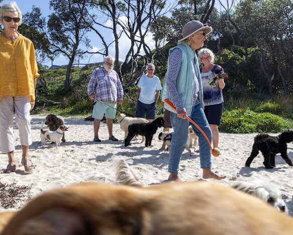 Narrawallee and Mollymook residents gather at Narrawallee beach to walk their dogs.