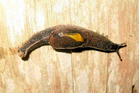 Dromedary jumping slug