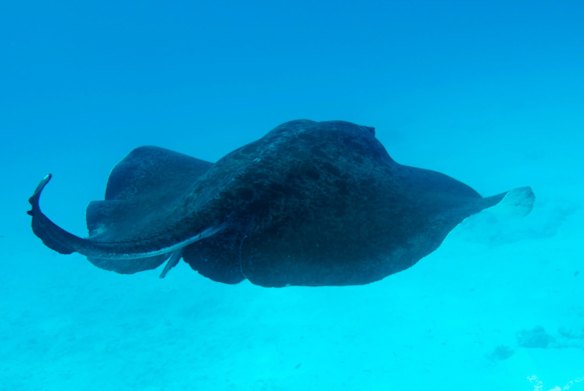 Lady Elliot Island, sometimes known as 'Manta Heaven', at the southernmost point of the Great Barrier Reef.