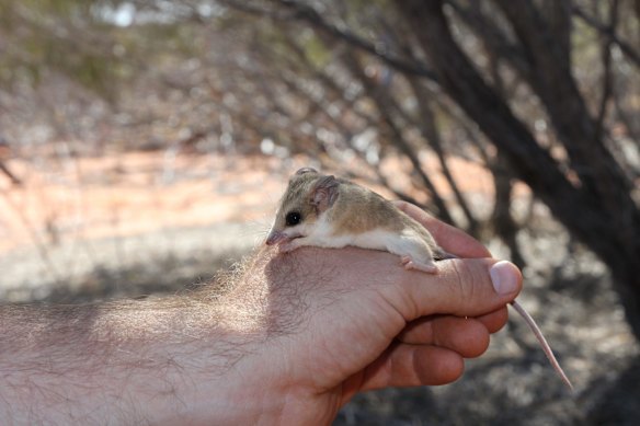 Hairy-footed dunnart, about to be released into the wild. 