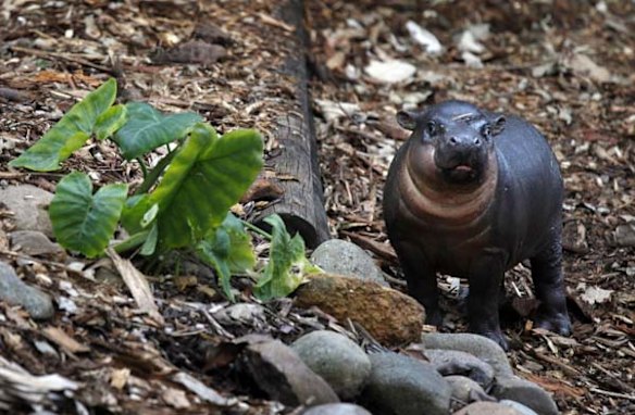 Pygmy hippo calf Kambiri explores her enclosure at Taronga Zoo.