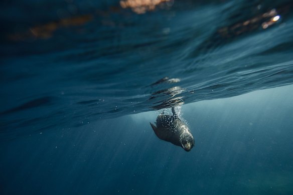 An Australian fur seal swims near the Macquarie Lighthouse in Vaucluse, Sydney, 2022.