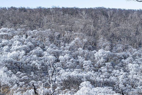 Frosty landscape seen from the side of the Snowy Mountain Highway just before Yarrangobilly Caves. The area was ravaged by fire on January 17 with the nearby Selwyn Ski Resort, the Kiandra Court House and a number of heritage huts on the plains were destroyed by fire, despite several being wrapped in protective foil to help preserve them.