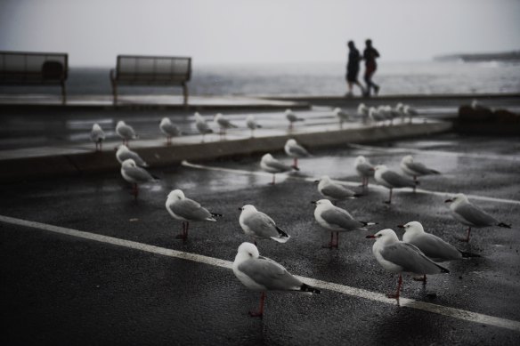 Seagulls standing in the rain.