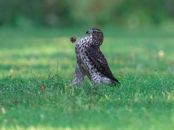 Portfolio Winner: Jia Chen (Oakville, Canada)

Title: 1. Kick-off
Description: The juvenile cooper's hawk has a dream to become a football start. It is practicing. First kick-off.
Animal: Cooper's Hawk
Location of shot: Ontario, Canada Supplied PR image for Traveller, check for reuse. Comedy Wildlife Photography Awards winners 2022