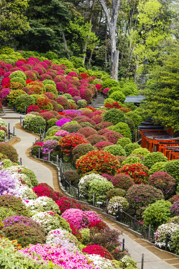 Nezu Shrine, Yanesen district.