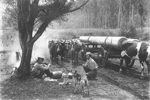 Fairfax Archive: Timber Piles