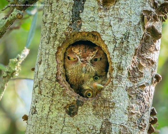 Highly Commended

Title: Tight Fit!
Description: I was going to see and photograph this eastern screech owl nest in a local park in Florida.  One morning, a few days before the two owlets fledged, one owlet tried to squeeze into the nest hole with Mom, maybe to see the outside world for the first time.  It was hilarious and I was glad I was there that morning to photograph it. The moment lasted only a few seconds as Mom didn't seem very happy with the arrangement. Check out the expression on her face.
Animal: Eastern Screech Owl and Owlet
Location of shot: Largo, Florida, USA 
