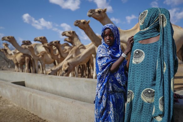 Girls look after their family's camels as they drink from a water point in the desert near Dertu, Wajir County, Kenya.