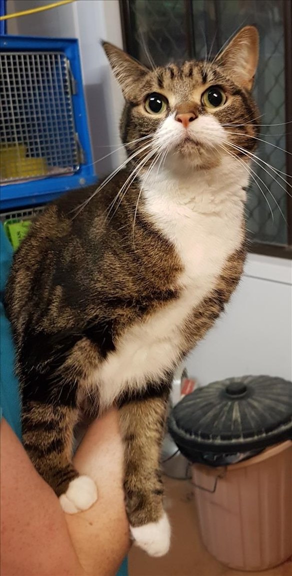 RSPCA ACT cattery reaches critical capacity