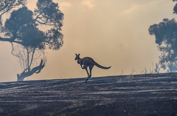 A kangaroo escaping the fire.