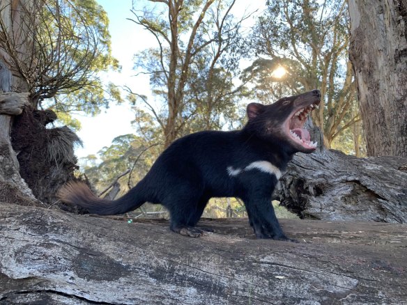 Hear me roar: The AFL is keen for its 19th club to be named after the animal native to Tasmania.
