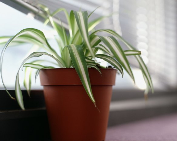 Indoor plants like the Spider plant help keep air clean.