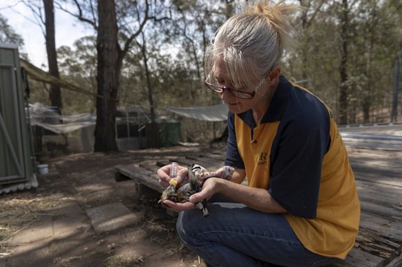 WIRES volunteer Desley Prophet cares for a three week old flying fox dropped to her by an RFS volunteer currently battling the Gospers Mountain Road.