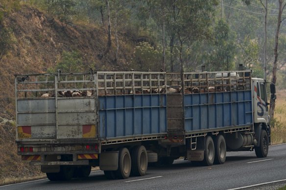 Farmers in fire affected areas moving their livestock out of the danger zones.