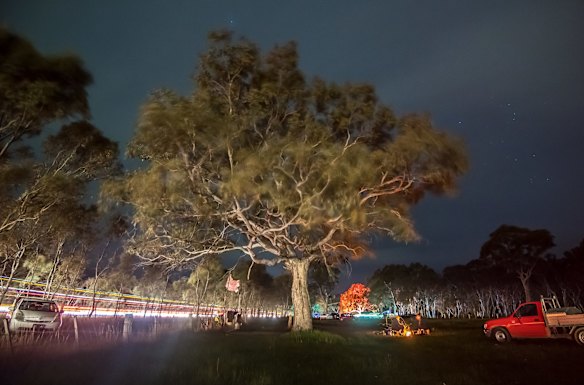 A centuries old Eucalypt tree that will be removed for the highway expansion.