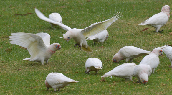 Corellas are causing problems across the nation.