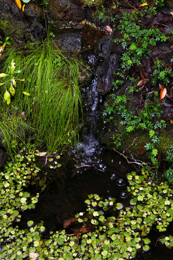 One of the three ponds has a waterfall