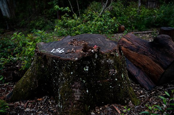 A recently logged tree by the Forestry Corporation.