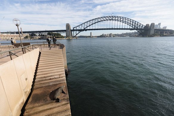 An Australian fur seal at the northern VIP steps of the Sydney Opera House, June 2022.