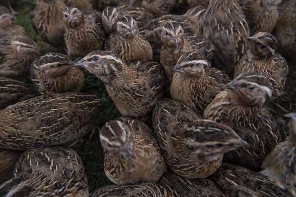 Quails at Tathra Place Free Range, a family-run farm that supplies high-end restaurants such as Quay and Aria.