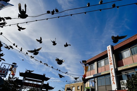 Birds flock to the empty streets of Cabramatta during COVID lockdown restrictions, put in place since the Delta variant outbreak in Sydney.