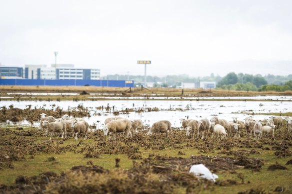 Sheep work their way around the flooded paddocks between Ikea and Majura Parkway.