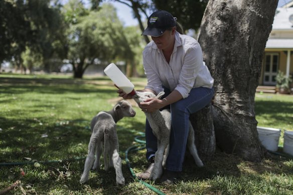 Poddy lambs being fed powdered milk by Rebecca Reardon at her property.