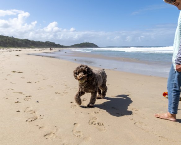 Narrawallee and Mollymook residents gather at Narrawallee beach to walk their dogs.