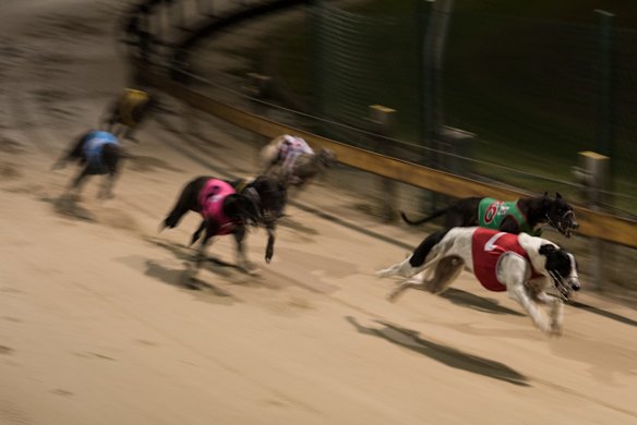Wednesday night race meeting at Wentworth Park Greyhounds on March 9, 2016, in Sydney, Australia. 