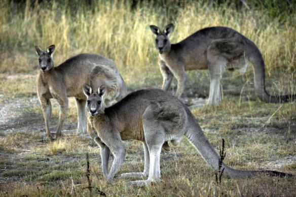 Canberra\'s eastern grey kangaroos