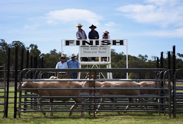 Booligal Sheep races