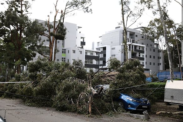 Storm damage on Merrima street in Gordon.