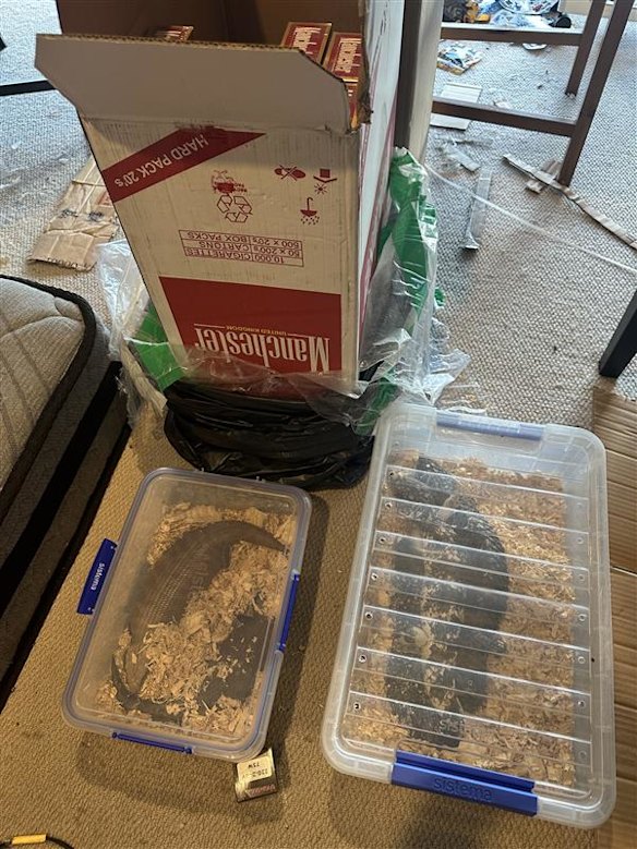 As part of Operation Sam, authorities discovered cartons of illegal tobacco alongside lizards, skinks and snakes.