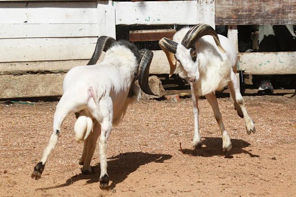 Ram fighting in Indonesia