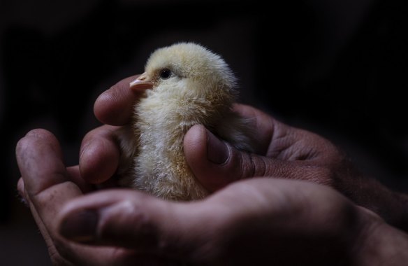 Bresse chick at the Tathra Place Free Range family-run farm, the first to be successfully bred in Australia.