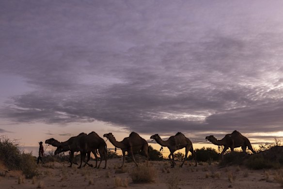 Sophie Matterson leads her Camels into camp after a day walking near Oodnadatta, Australia. Sophie Matterson, 32, is on a 5,000km journey - walking with five camels coast to coast from Australia's western-most point in Shark Bay, Western Australia, to its eastern-most point in Byron Bay, New South Wales. 