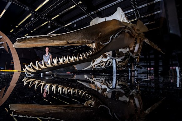 Australian Museum whale exhibition curator, Fran Dorey looks over the sperm whale skeleton information panel before the exhibition opens to the public. 