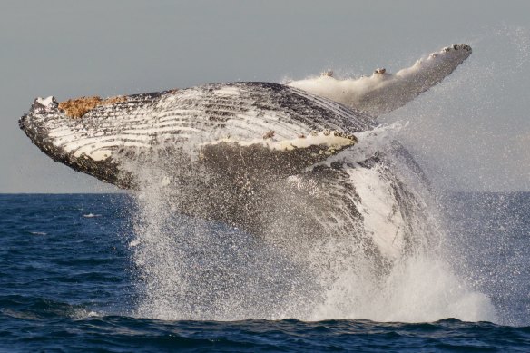An estimated 30,000 humpback whales are expected to migrate from Antarctica to Queensland this year.