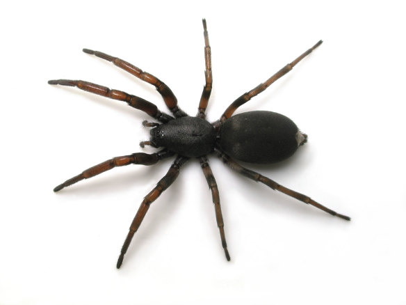 White-tailed spiders lurk under rocks and leaf litter, in horse rugs and discarded clothes.