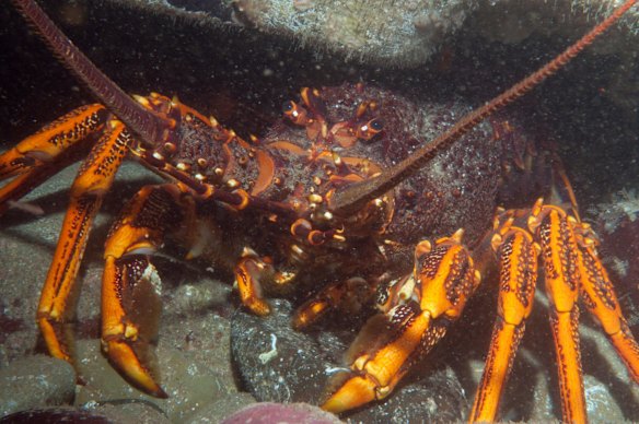 Rock Lobster. Victoria, Cape Paterson, Bunurong Marine National Park, Twin Reefs.