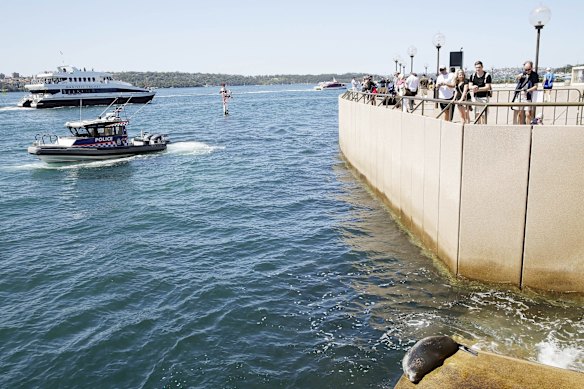 Visitors watch a sleepy fur seal relaxing on the Opera House foreshore steps in October 2014.